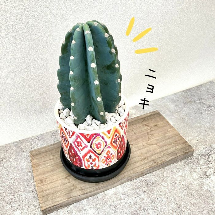 観葉植物現品販売