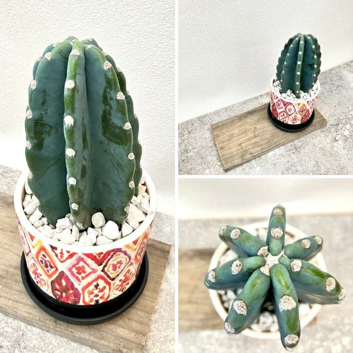 観葉植物現品販売