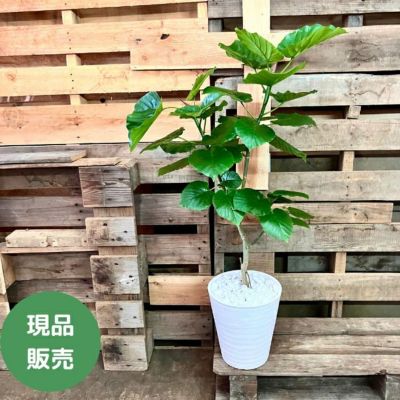 フィカス・ウンベラータ 通販 【観葉植物の専門店 彩植健美】