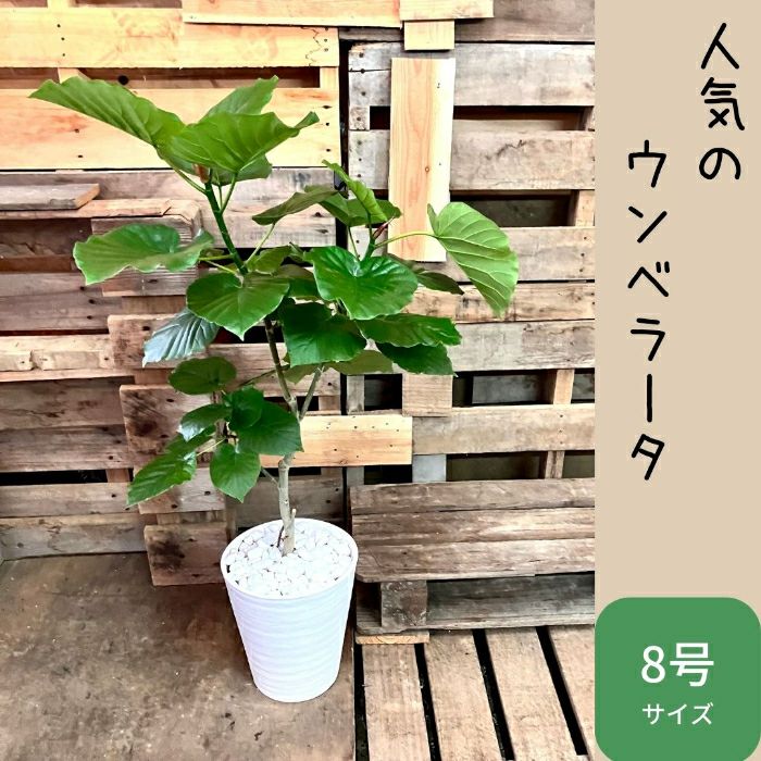 観葉植物現品販売