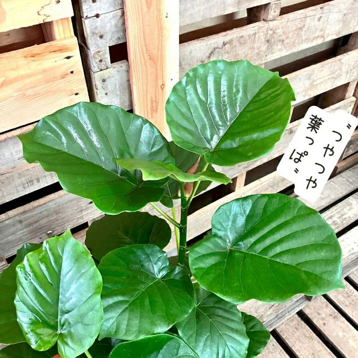 観葉植物現品販売