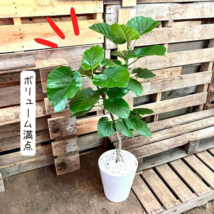 観葉植物現品販売