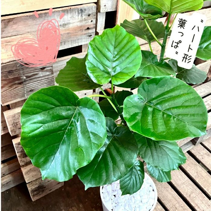 観葉植物現品販売