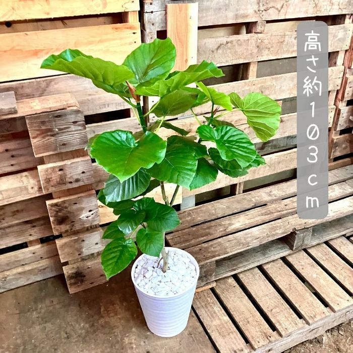 観葉植物現品販売