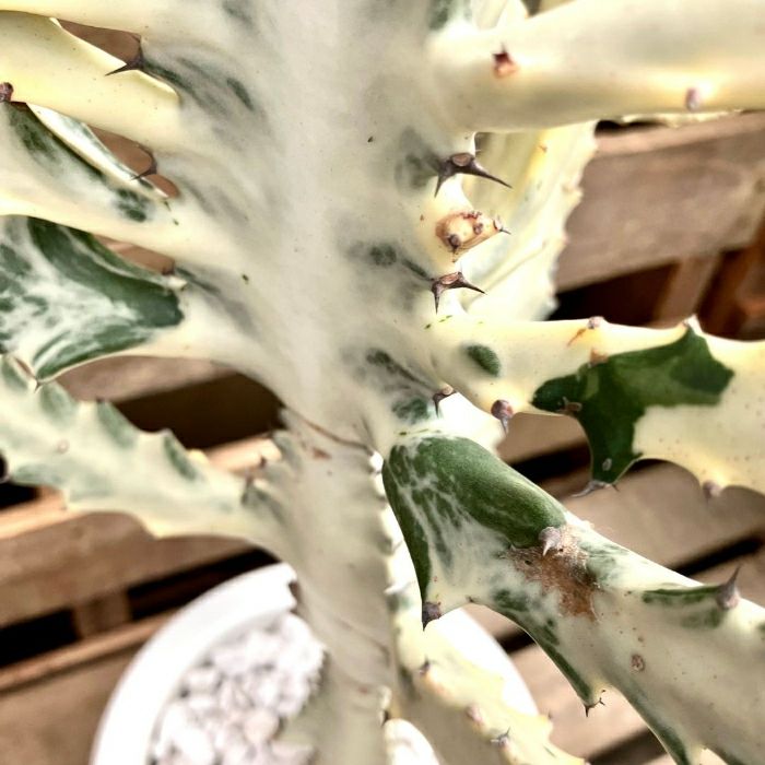 観葉植物現品販売