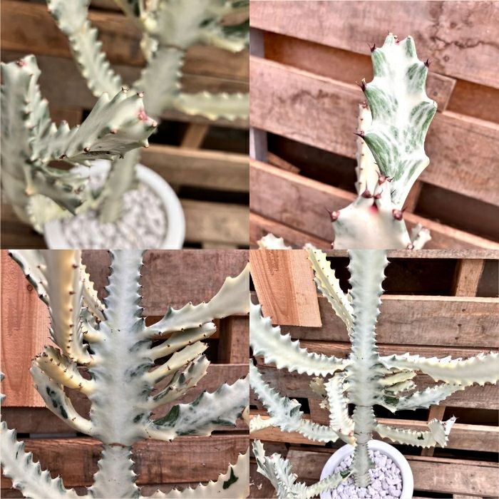 観葉植物現品販売