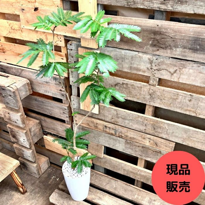 観葉植物現品販売