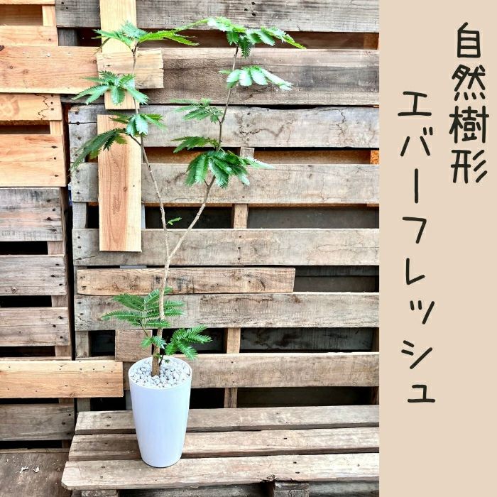 観葉植物現品販売
