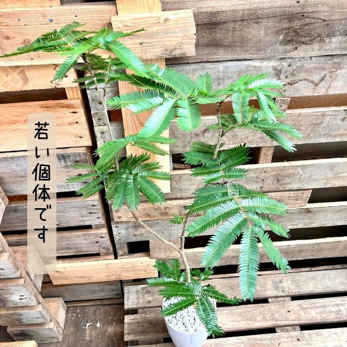 観葉植物現品販売