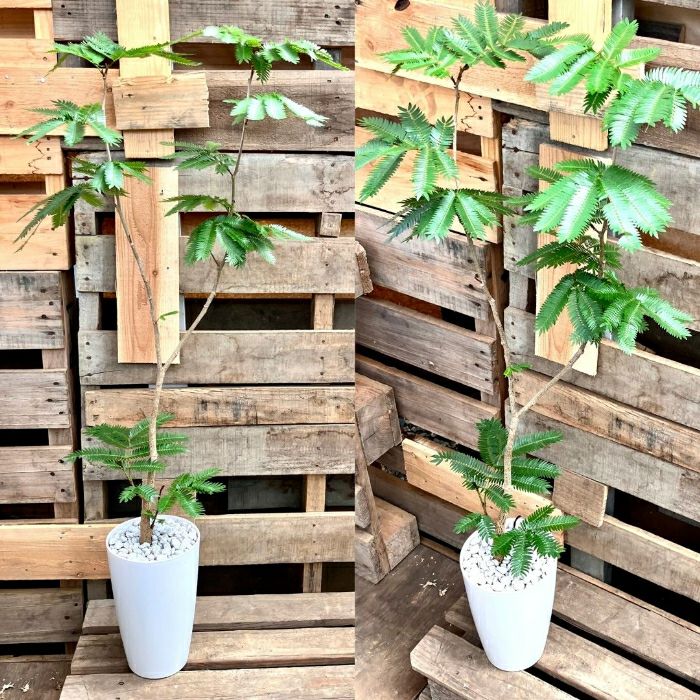 観葉植物現品販売