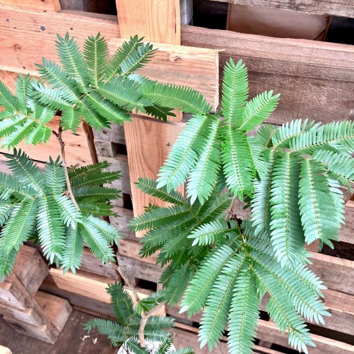 観葉植物現品販売