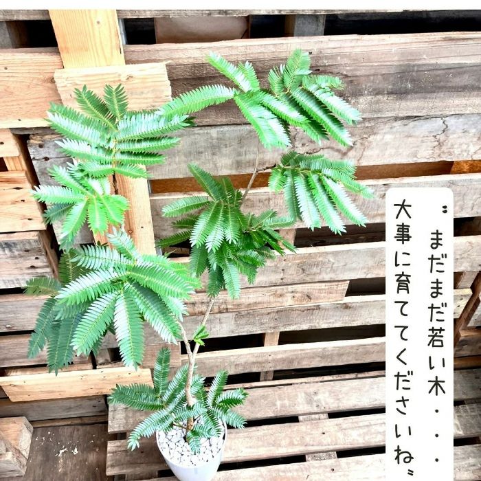 観葉植物現品販売