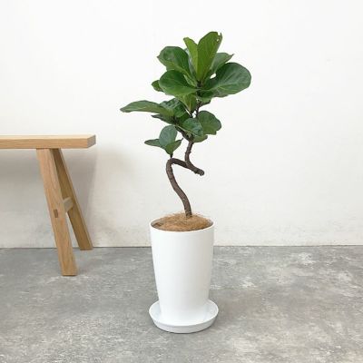 観葉植物を樹種で選ぶ (その他の樹種) 通販 【観葉植物の専門店 彩植健美】