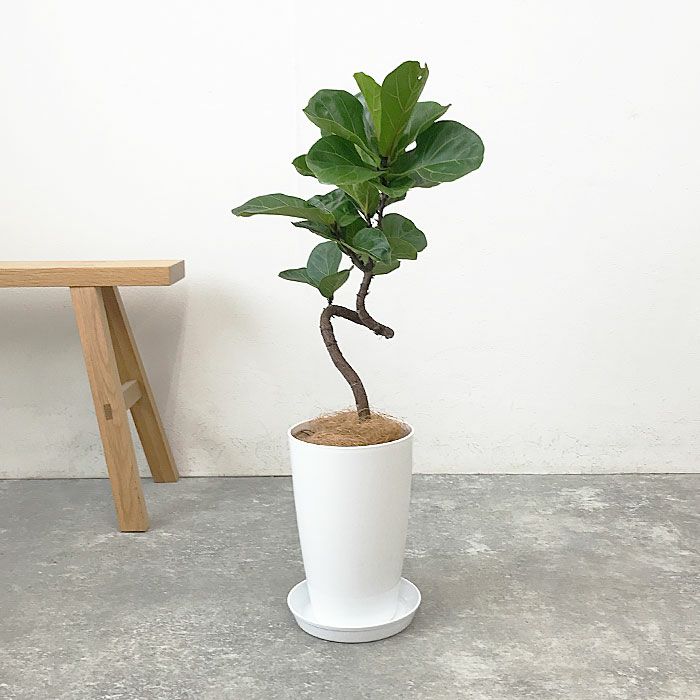 観葉植物 数量限定 フィカス・リラータ 7号プラ鉢ロングポット