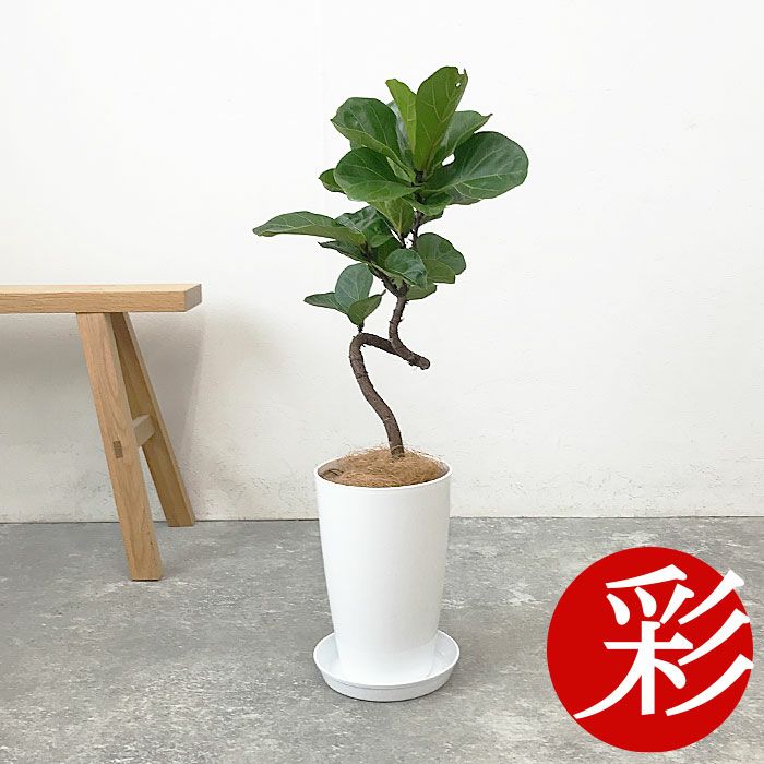 観葉植物 数量限定 フィカス・リラータ 7号プラ鉢ロングポット