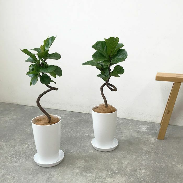 観葉植物 数量限定 フィカス・リラータ 7号プラ鉢ロングポット