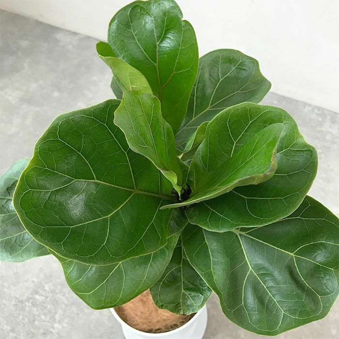 観葉植物 数量限定 フィカス・リラータ 7号プラ鉢ロングポット