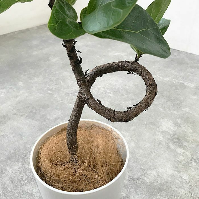 観葉植物 数量限定 フィカス・リラータ 7号プラ鉢ロングポット