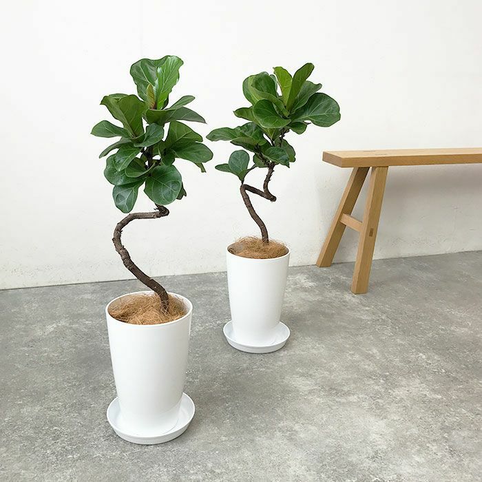観葉植物 数量限定 フィカス・リラータ 7号プラ鉢ロングポット