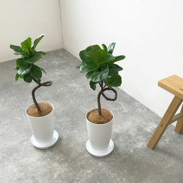 観葉植物 数量限定 フィカス・リラータ 7号プラ鉢ロングポット