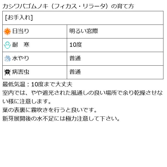 観葉植物 数量限定 フィカス・リラータ 7号プラ鉢ロングポット