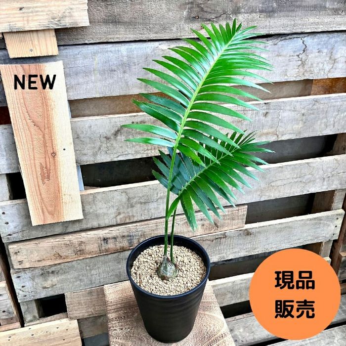 観葉植物現品販売