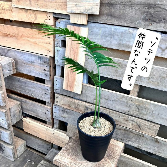 観葉植物現品販売