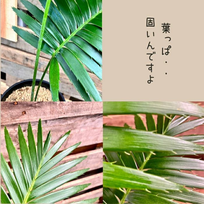 観葉植物現品販売