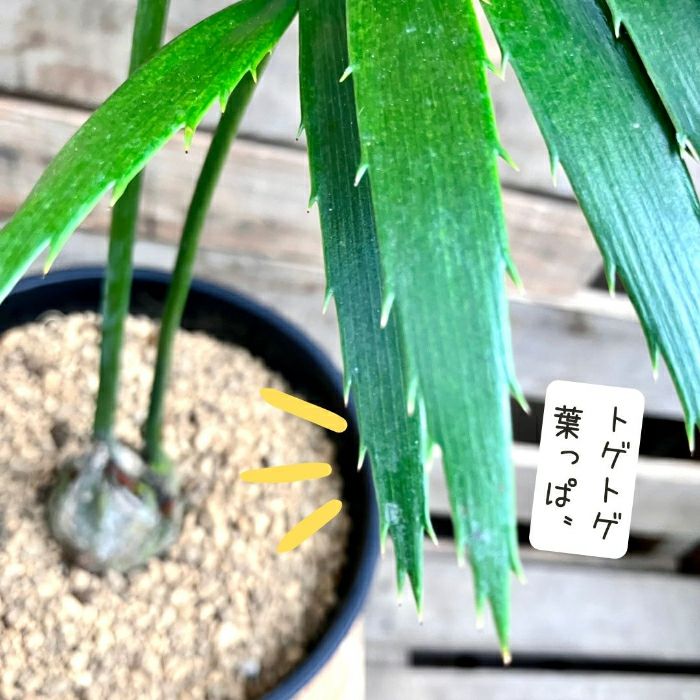 観葉植物現品販売