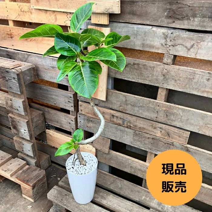 観葉植物現品販売