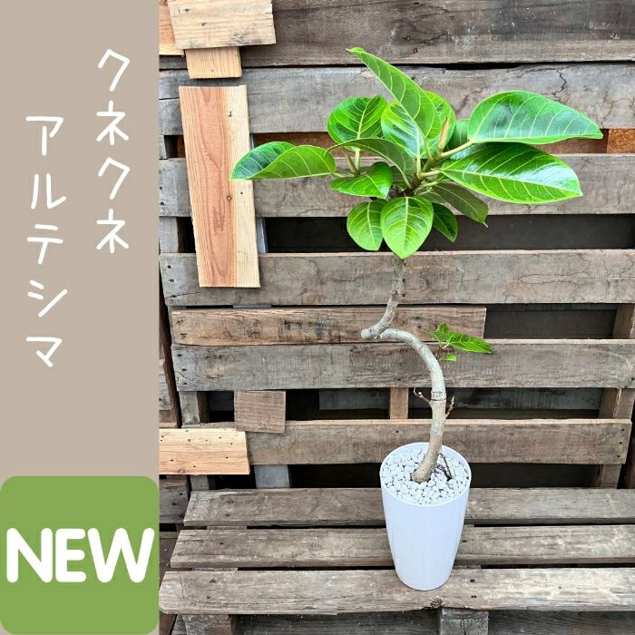 観葉植物現品販売