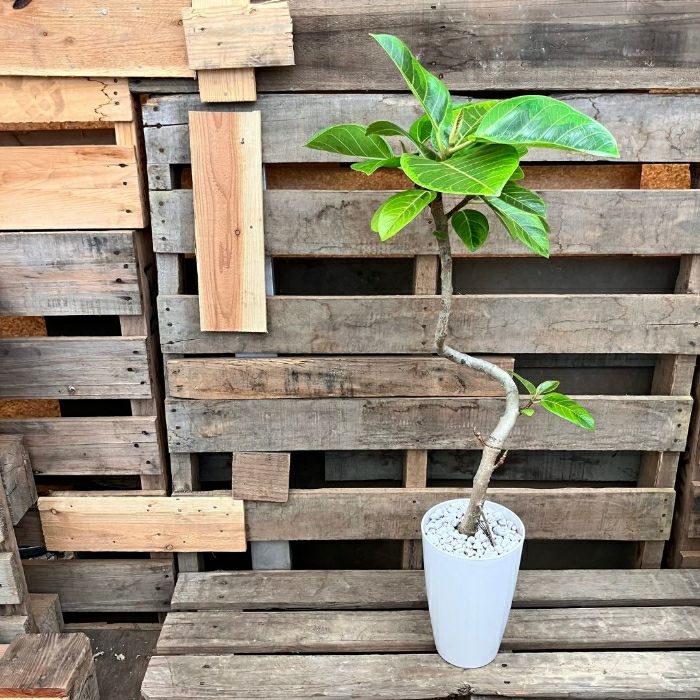 観葉植物現品販売