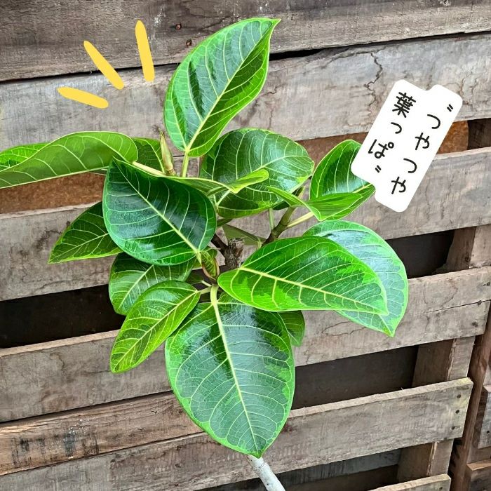 観葉植物現品販売