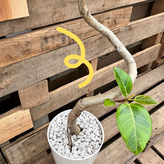 観葉植物現品販売