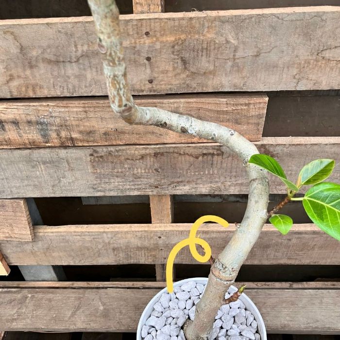 観葉植物現品販売