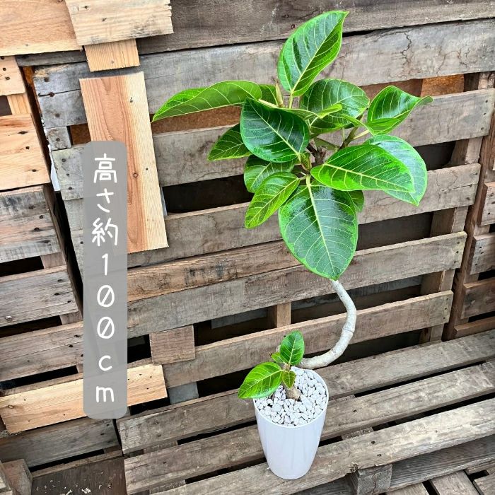 観葉植物現品販売