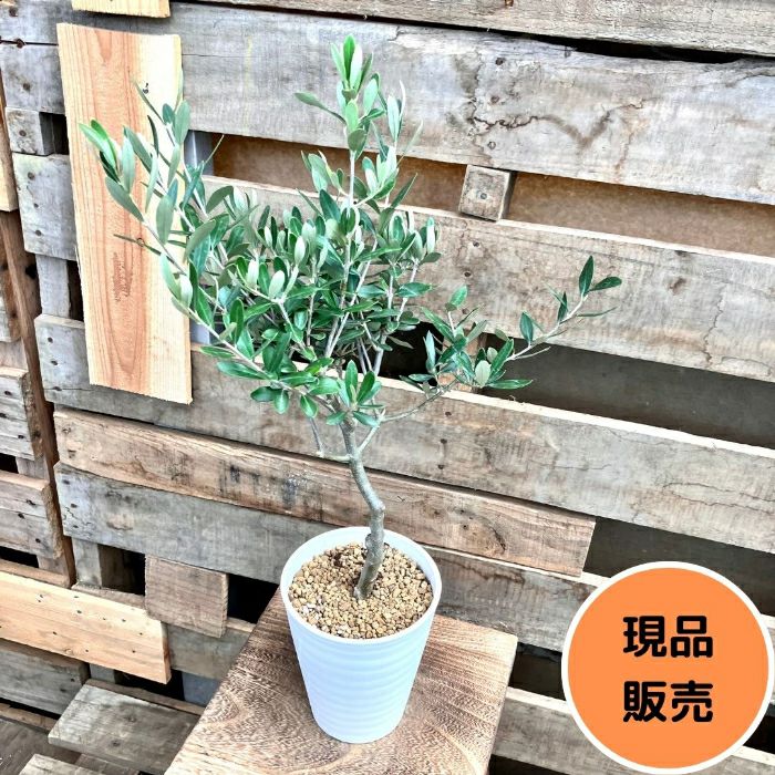観葉植物現品販売