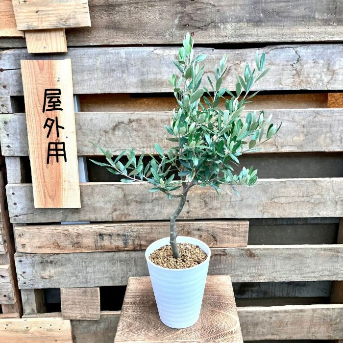 観葉植物現品販売