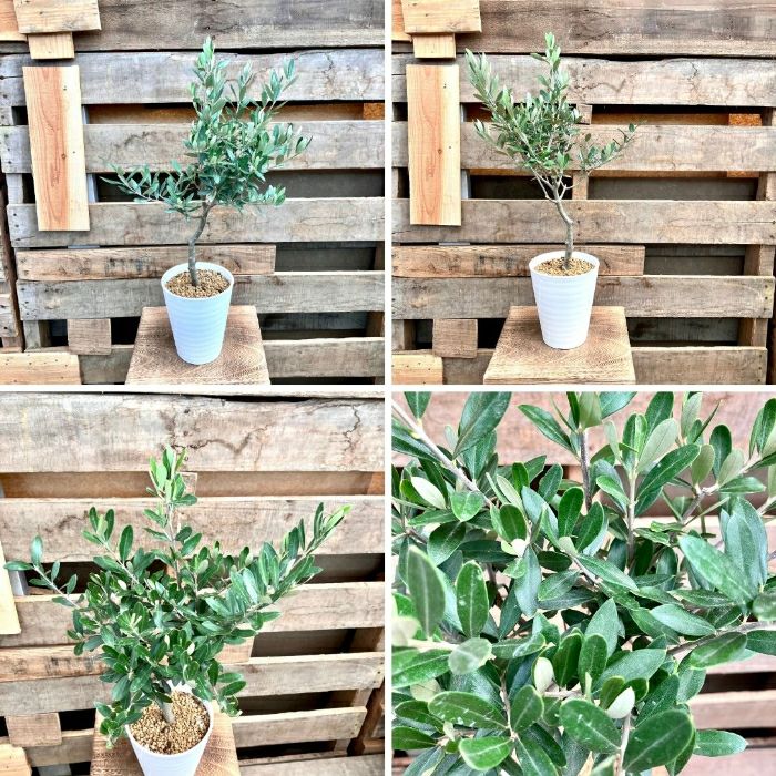 観葉植物現品販売