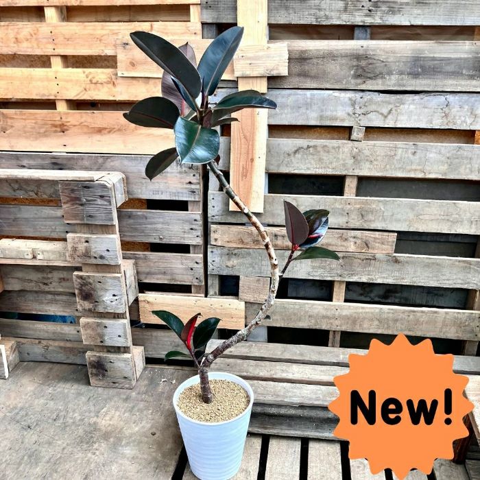 観葉植物現品販売