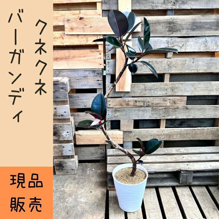 観葉植物現品販売