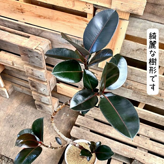 観葉植物現品販売