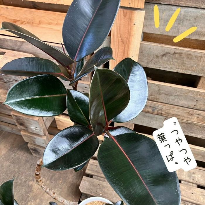 観葉植物現品販売