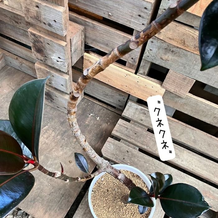 観葉植物現品販売