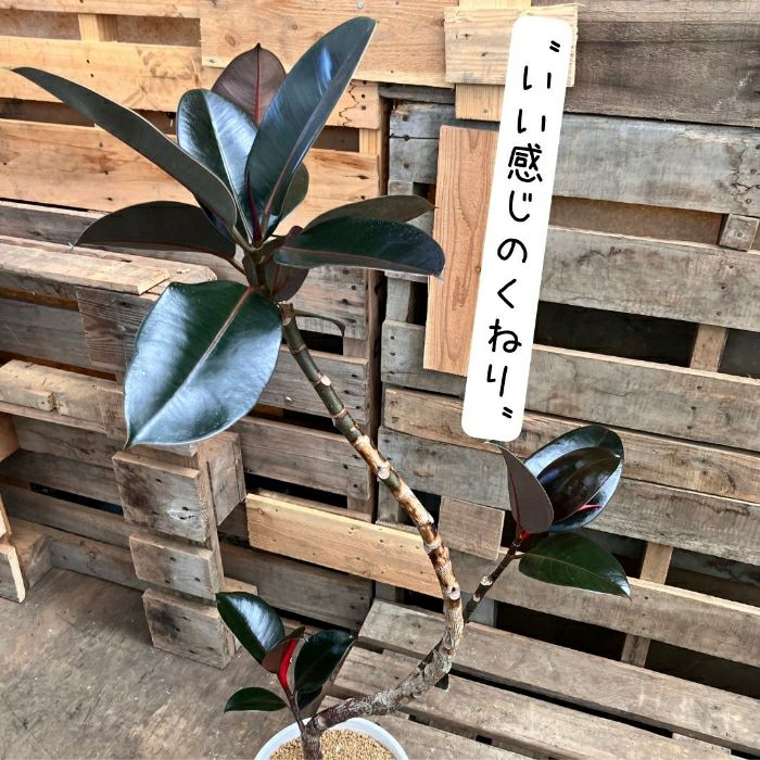 観葉植物現品販売