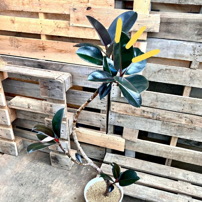 観葉植物現品販売