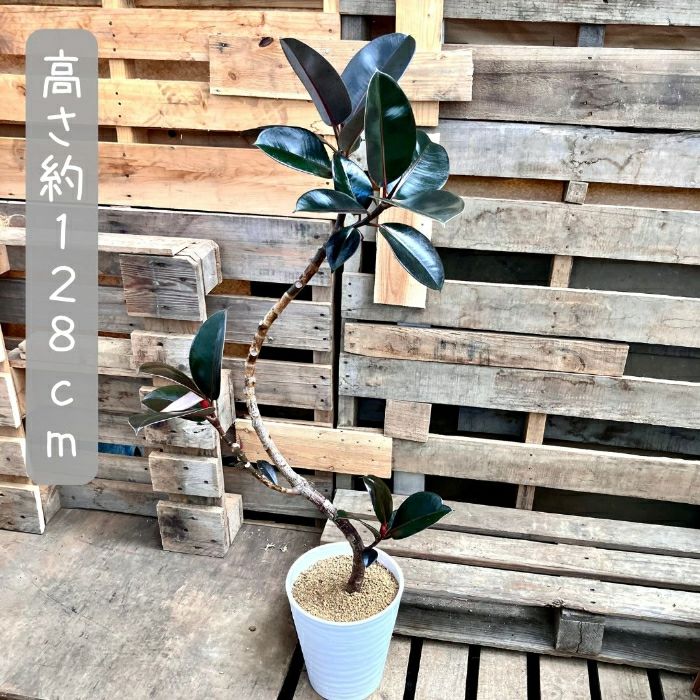 観葉植物現品販売