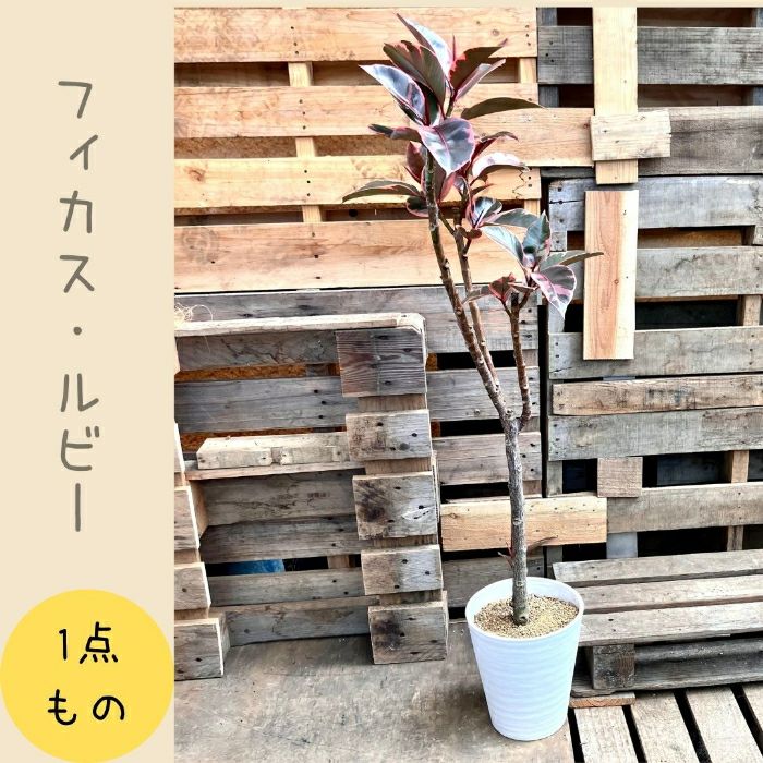 観葉植物現品販売