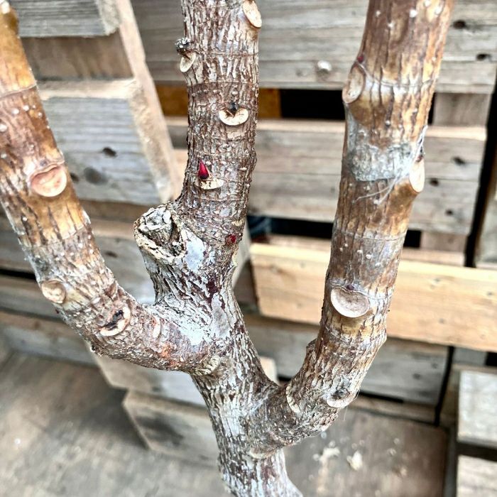 観葉植物現品販売