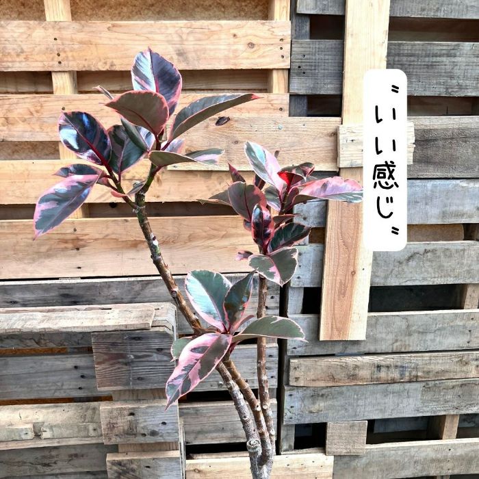 観葉植物現品販売